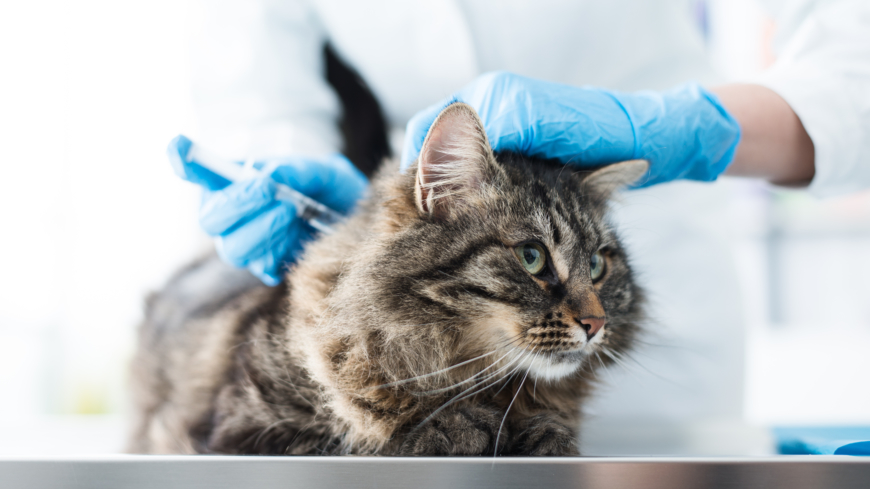 Att vaccinera sin katt regelbundet enligt rekommendation kan minska risken att katten drabbas av kattpest. Foto: Shutterstock